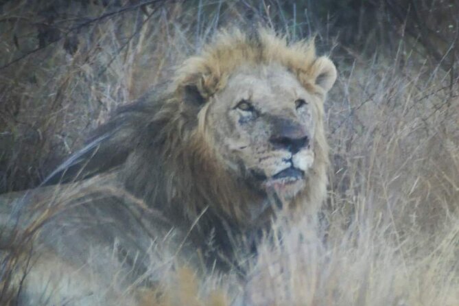 Pilanesberg National Park Safari, BIG 5 Full Day - Key things I’d bet on