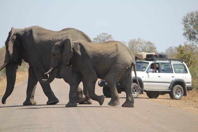 Pilanesberg National Park Safari, BIG 5 Full Day - Johannesburg Pickup and a Safari Day That Starts Off Easy