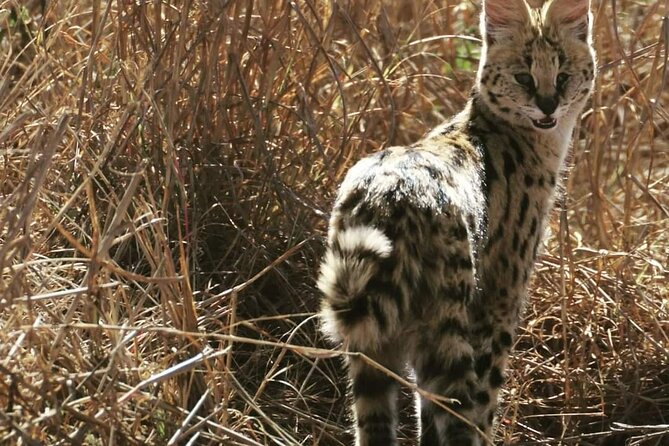 Pilanesberg National Park Safari, BIG 5 Full Day - The Big Five Focus, Without the Pressure