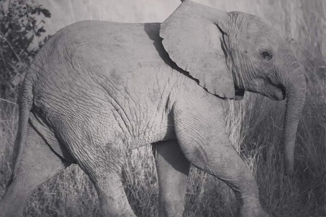 Pilanesberg National Park Safari, BIG 5 Full Day - How Shane Gouldie Changes the Quality of the Day