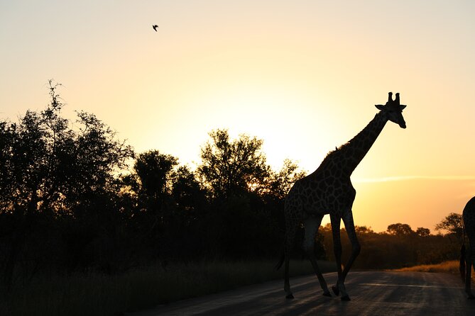 Pilanesberg National Park Safari, BIG 5 Full Day - Coffee, Food, and the Midday Reset