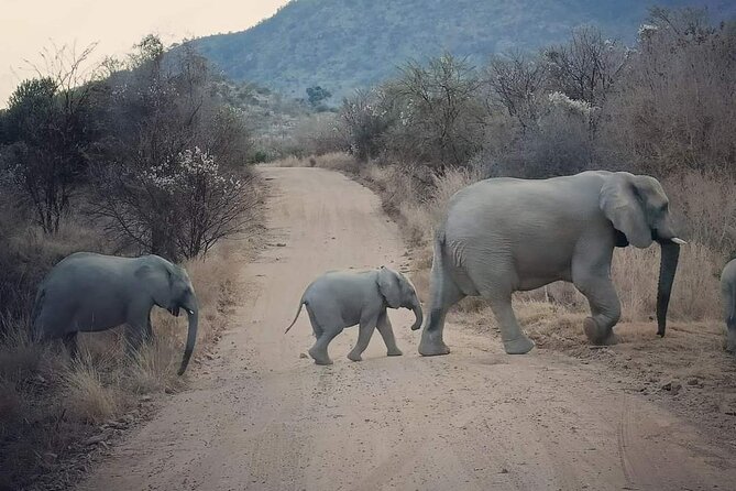 Pilanesberg National Park Safari, BIG 5 Full Day - Hartbeespoort Dam: A Short Stop With Real Seasonal Drama