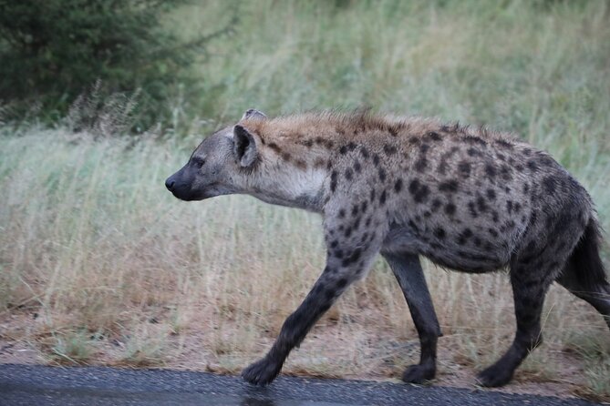 Pilanesberg National Park Safari, BIG 5 Full Day - Comfort Details That Matter More Than You Think