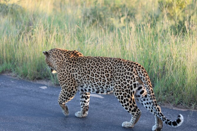 Pilanesberg National Park Safari, BIG 5 Full Day - The Value of a Private Big Five Setup (and What You Still Need to Bring)