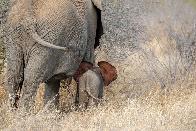 Pilanesberg National Park Safari in Open Vehicle from Johannesburg - The Midday Break and Lodge Time That Makes the Day Work