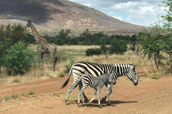 Pilanesberg National Park Safari in Open Vehicle from Johannesburg - Comfort and Timing: How This Trip Avoids Johannesburg Stress