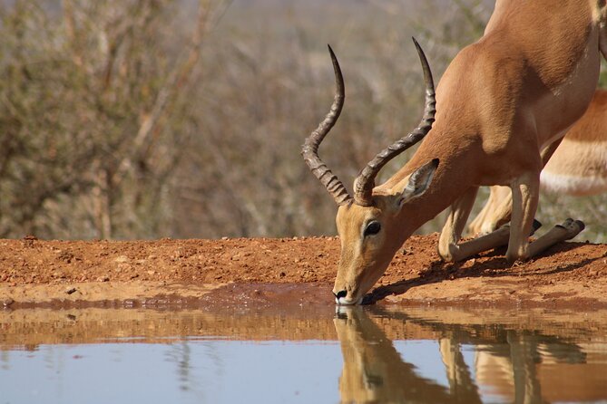 Pilanesberg National Park Safari in Open Vehicle from Johannesburg - Open-Vehicle Safari: Why the Sides Matter for Sightings and Photos