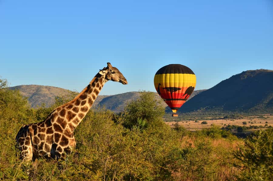 Pilanesberg National Park/Sun City Hot Air Balloon Safari - Morning in Sun City, Off to Pilanesberg by Open Safari Vehicle