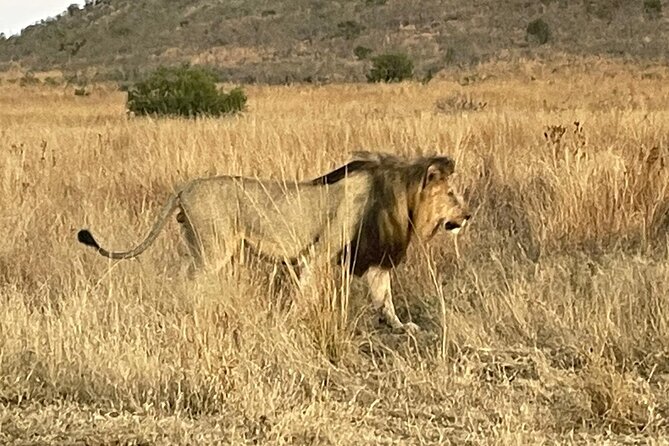 Pilanesberg National Park Tour - Key Things I’d Watch Before You Go