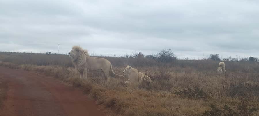 Pilanesberg National Park - Early Pickup to Gate Entry: The Rhythm of Your Safari Day