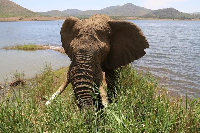 Pilanesberg Nature Reserve - Key Things I’d Know Before Going