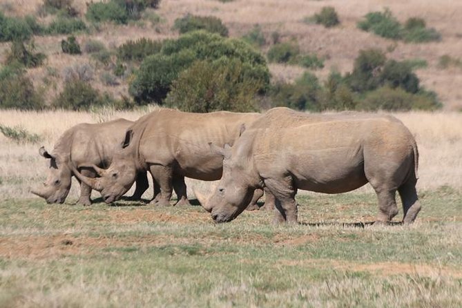 Pilanesberg Nature Reserve - Pilanesberg at 06h00, and why the early start matters