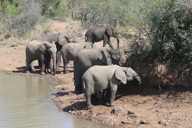 Pilanesberg Nature Reserve - Getting the most out of the day, without overthinking it