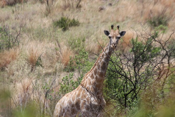 Pilanesberg Nature Reserve - Who should book this Pilanesberg Big Five day trip