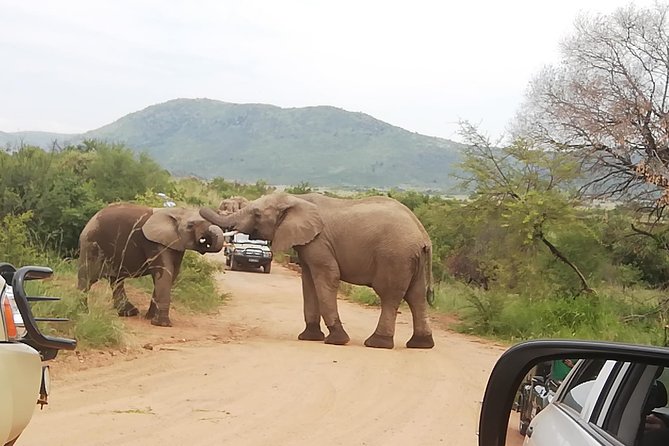 Pilanesberg Nature Reserve & Safari Park Lion Private - Two reserves, one private safari day in Pilanesberg and Rhino and Lion