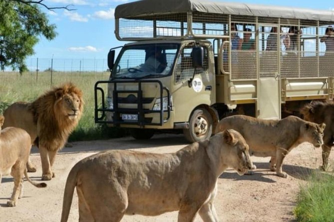 Pilanesberg Nature Reserve & Safari Park Lion Private - Pilanesberg National Park: Big Five odds in 550 square kilometres