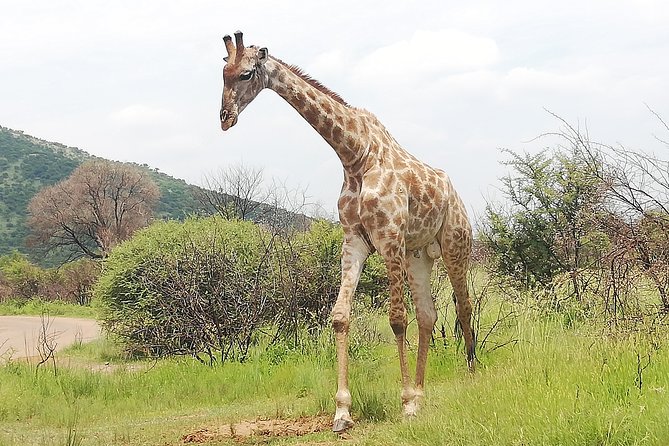 Pilanesberg Nature Reserve & Safari Park Lion Private - Rhino and Lion Nature Reserve: a closer feel on the one-hour drive