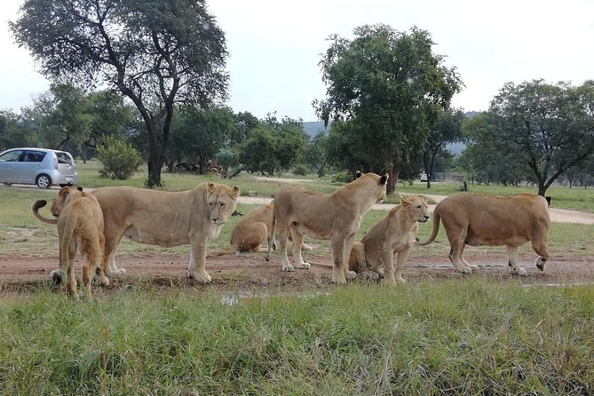 Pilanesberg Nature Reserve & Safari Park Lion Private - Lunch included, but manage expectations and timing