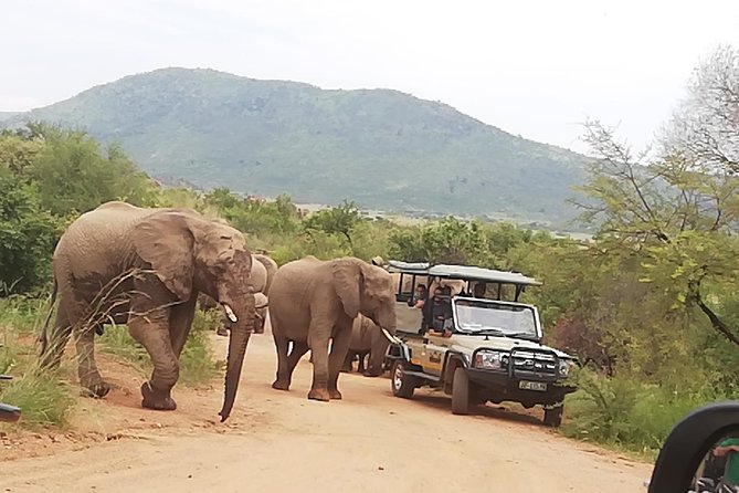Pilanesberg Nature Reserve & Safari Park Lion Private - Transportation, tickets, and how the private part feels day-of