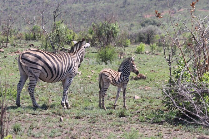Pilanesberg Nature Reserve - Lunch at Zebra Crossing Restaurant with waterhole views