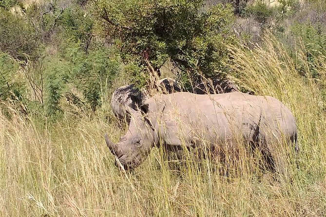 Pilanesberg Safari Fullday - Pilanesberg’s volcanic hills make the safari more interesting