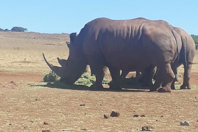 Pilanesberg Safari Fullday - Lunch that feels like a wildlife moment, not just a meal break