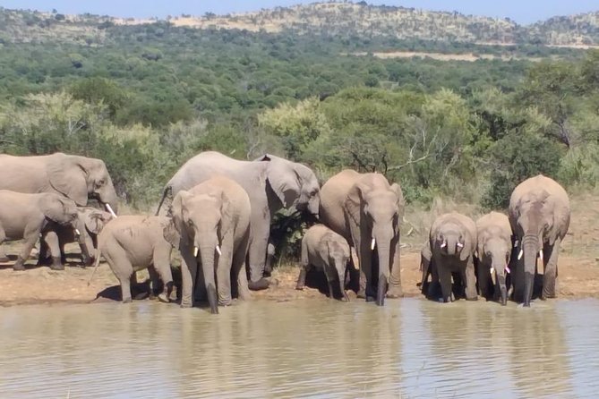 Pilanesberg Safari Fullday - Bird watching in Pilanesberg: 360 species worth slowing down for