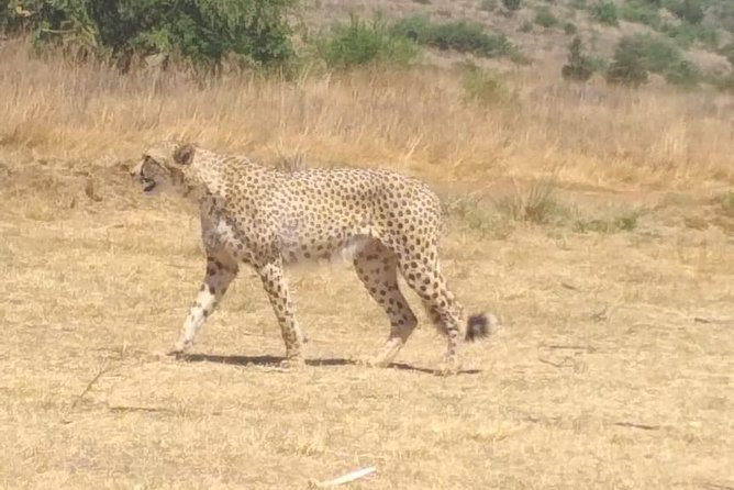 Pilanesberg Safari Fullday - Big Five chances, plus the rest of the park’s cast