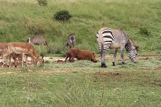 Pilanesberg Safari Fullday - The value equation: is $144.25 a good deal?