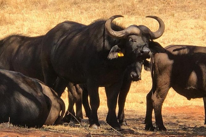 Pilanesberg Safari Fullday - Who this safari suits best (and who should think twice)
