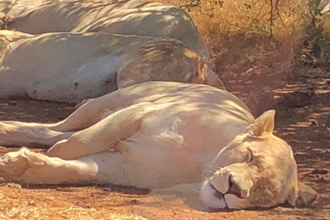 Pilanesberg Safari Fullday - Two open-vehicle safari drives: how to get the most from the drive time