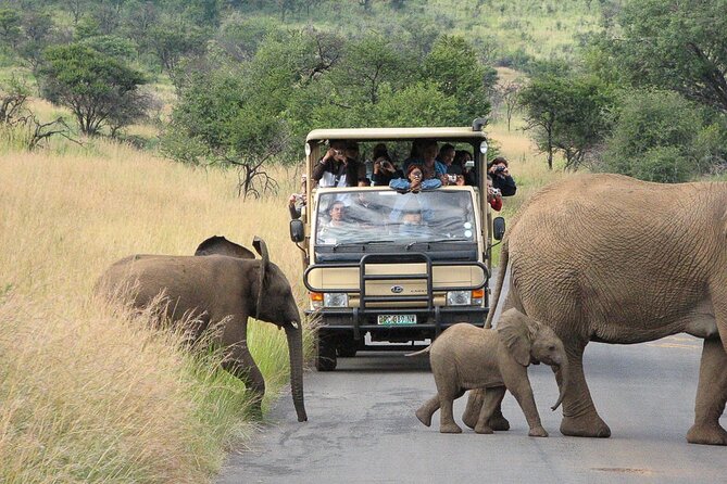 Pilanesberg Safari Open vehicle game Full Day - Why Pilanesberg from Pretoria makes sense for a full-day safari