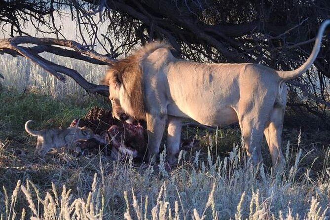 Pilanesberg Safari Open vehicle game Full Day - Wildlife odds: what to look for in the morning and evening
