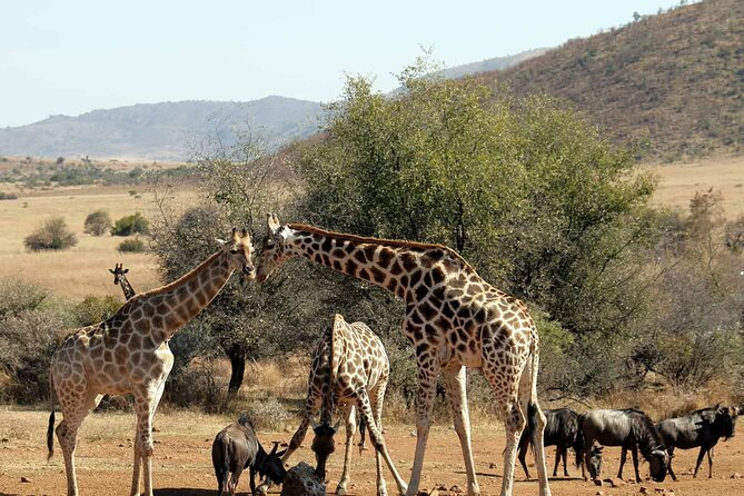 Pilanesberg Safari Open vehicle game Full Day - Price and value: what $193.10 covers and what you get for it