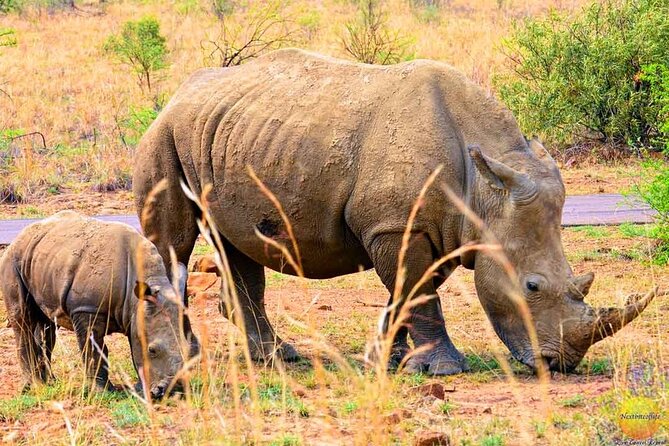 Pilanesberg Safari Open vehicle game Full Day - Group size, privacy, and the meaning of private drives