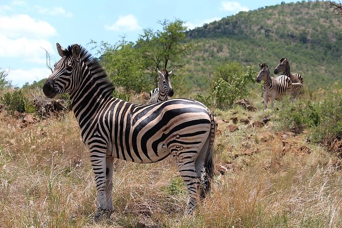 Pilanesberg Safari Open vehicle game Full Day - Who should book this safari day, and who might want something else