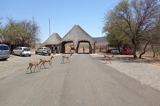 Pilanesberg Safari Open vehicle game Full Day - The full-day flow: pickup, two drives, and lodge lunch