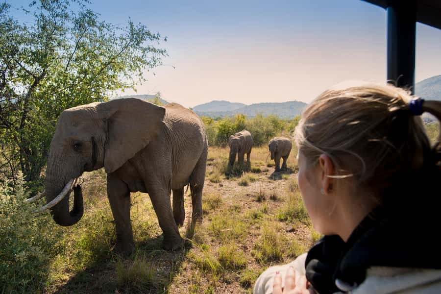 Pilanesberg: Two-Day Camping Adventure from Johannesburg - Why Pilanesberg Feels Different Than Other South African Safaris