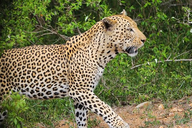 Pilanesberg Wildlife Safari - Pilanesberg National Park: A Crater Safari That Fits a Tight Schedule