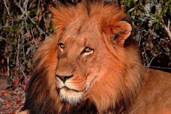 Pilanesberg Wildlife Safari - The Main Event: A 3-Hour Big Five Game Drive