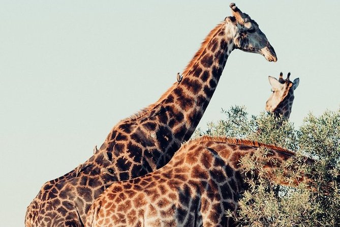 Pilanesberg Wildlife Safari - The Crater Park Setting: What the Volcanic Past Means for the Day
