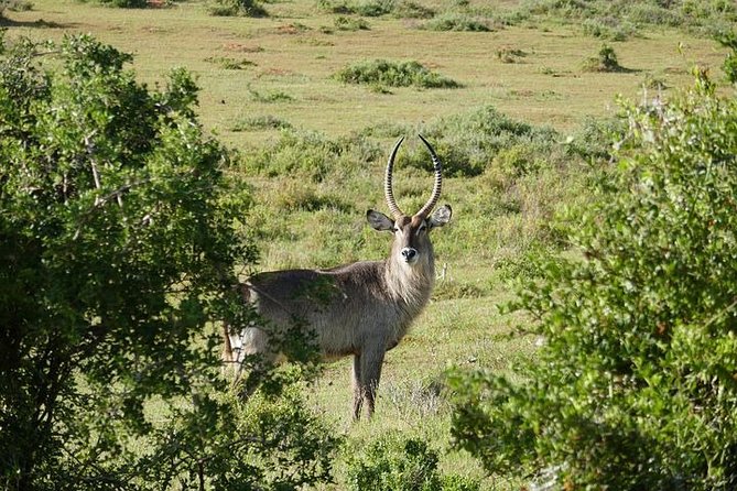 Pilanesberg Wildlife Safari - Jakes and the Value of a Guide Who Explains What You See