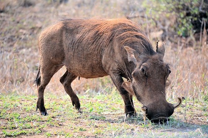 Pilanesberg Wildlife Safari - What’s Included, What Isn’t, and How to Judge the Value