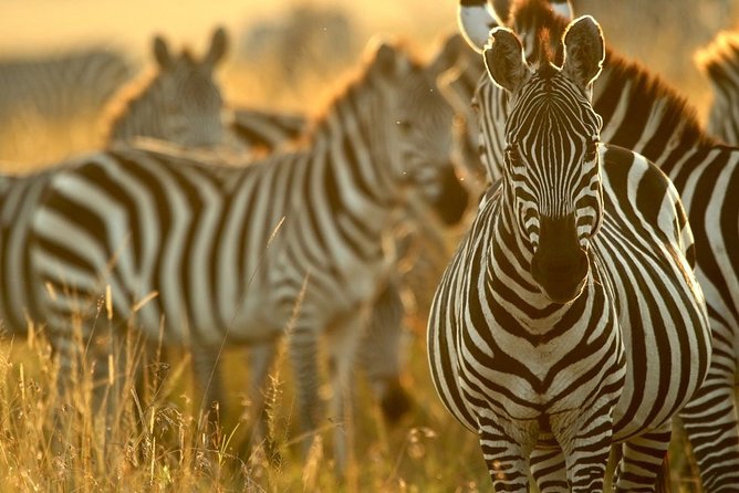 Pilanesberg Wildlife Safari - Timing Tips for a 9 to 11 Hour Safari Day