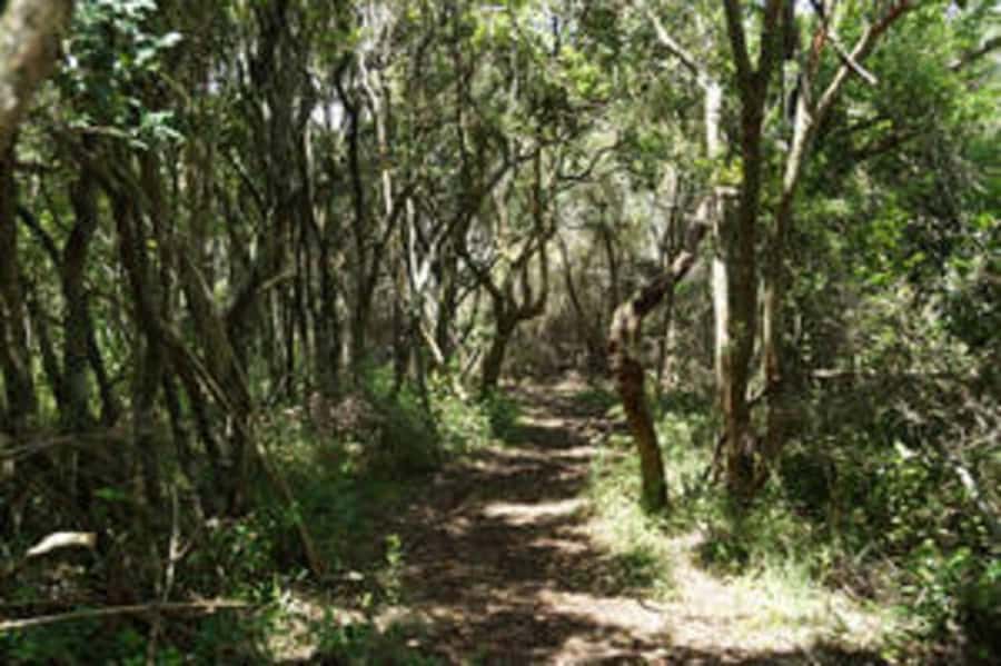 Plettenberg: 2-Hour Zipline Tour - Key Things to Know Before You Go