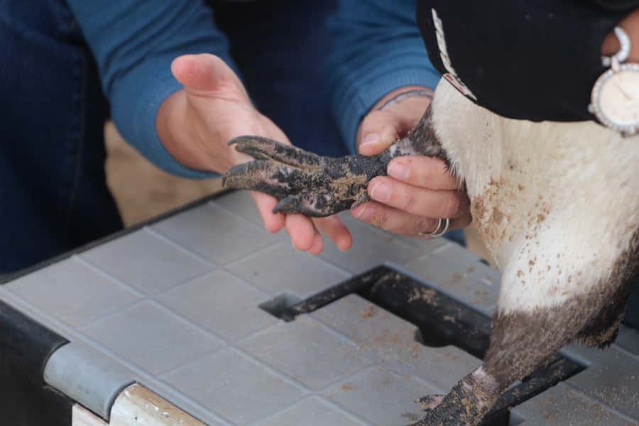 Plettenberg Bay: Cats in Conservation Full Day Tour - Lunch and a drink, then feeding prep and feedings