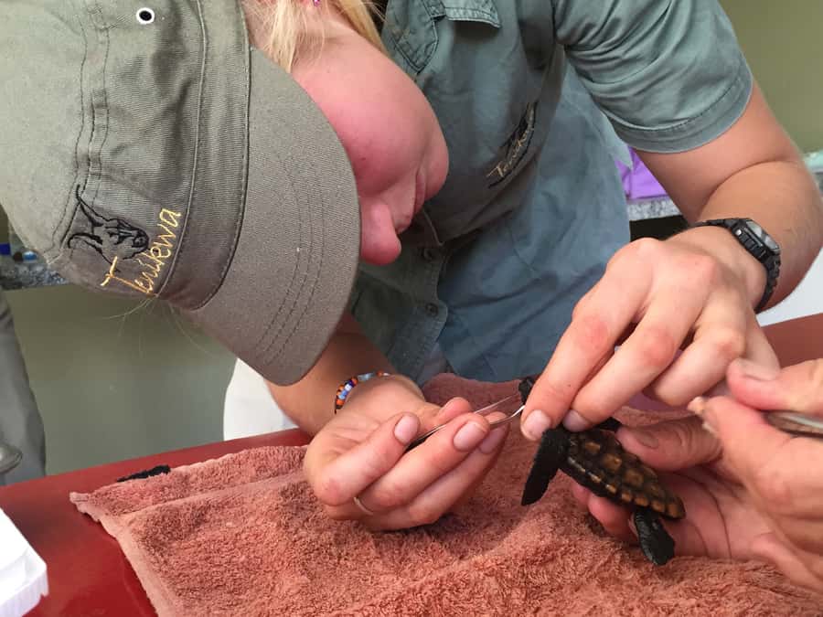 Plettenberg Bay: Cats in Conservation Full Day Tour - The first hour: safety briefing and morning camp activities