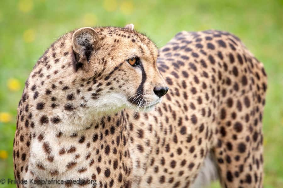 Plettenberg Bay: Cats in Conservation Full Day Tour - Breakfast and orientation at the Boma restaurant