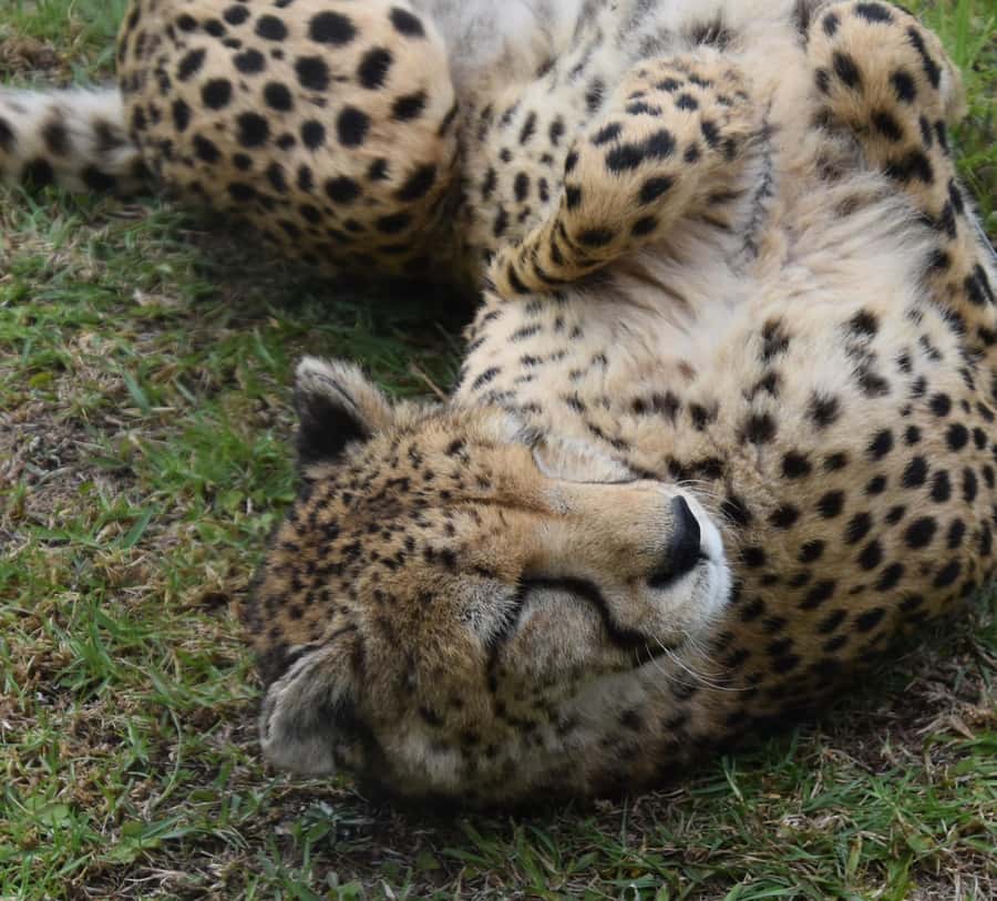 Plettenberg Bay: Cats in Conservation Full Day Tour - The wild cat tour: learning species needs by seeing real care