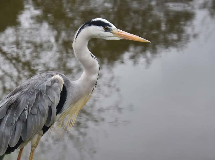 Plettenberg Bay: Cats in Conservation Full Day Tour - Tsitsikamma forest walk when conditions allow